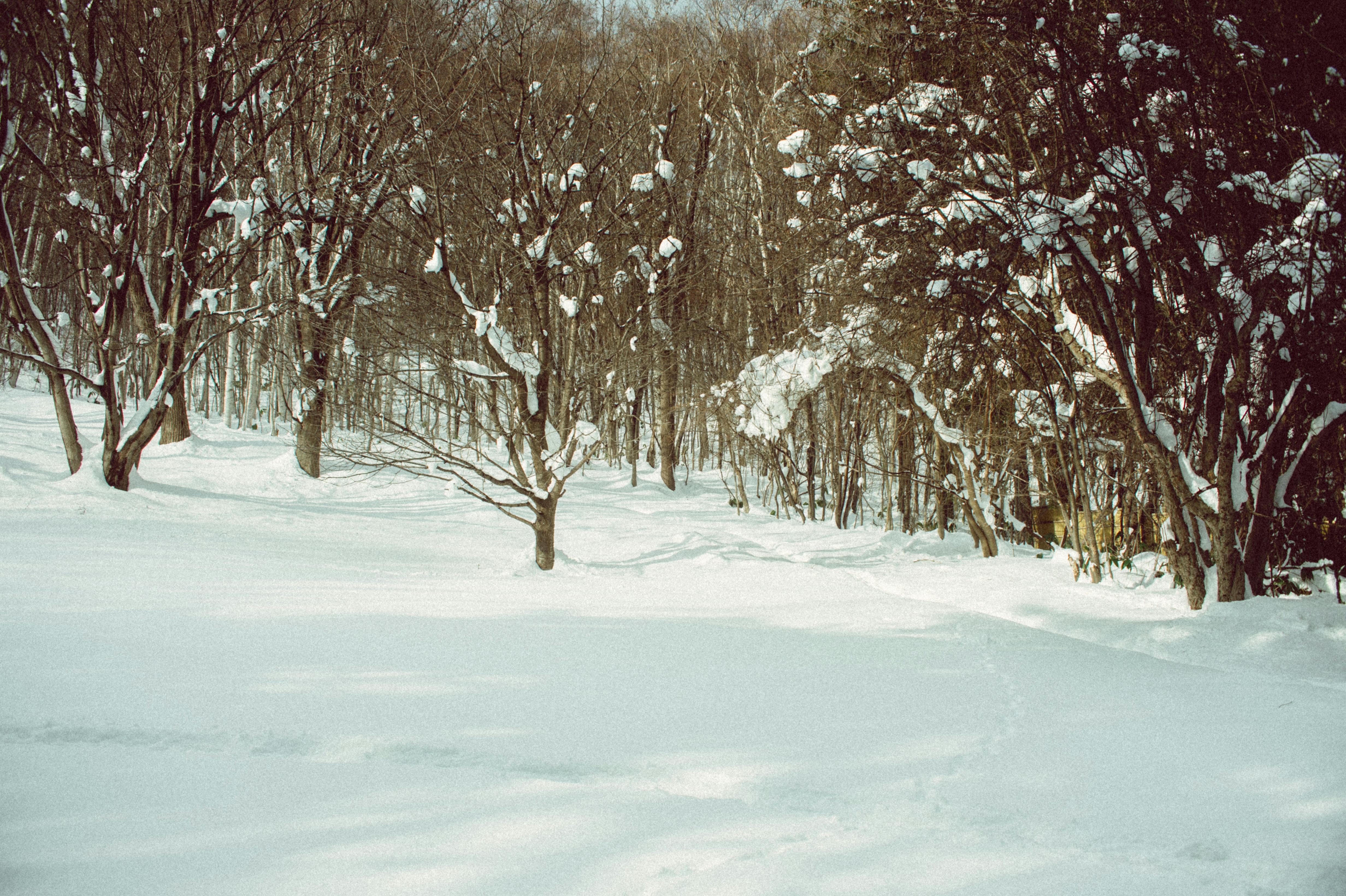 Niseko